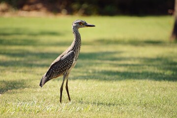 Obraz na płótnie Canvas A Juvenile Night-Heron Walking Across A Louisiana State Park Grounds To Get To A Pond.