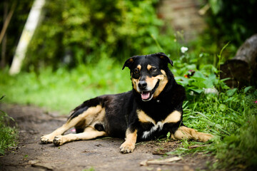 Black puppy lying down looking at the camera