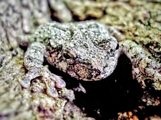 Close-up Frontal Shot Of A Cope's Gray Treefrog On A Tree Showing It's Rounded Toes.