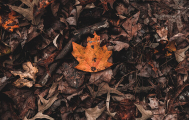 A Single Autumn Colored Maple Leaf Nestled On Top Of the Dry Dead Leaves Of The Forest Floor.
