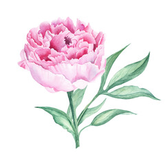 Pink watercolor peony flower. Hand drawn botanical illustration isolated on white background. Can be used for greeting cards, bouquets, wedding invitations, textile prints.