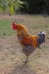 free range hens in a garden in Provence