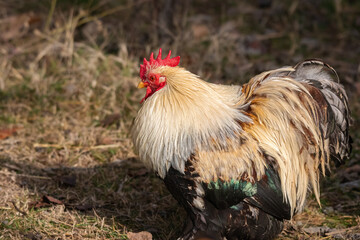 free range hens in a garden in Provence