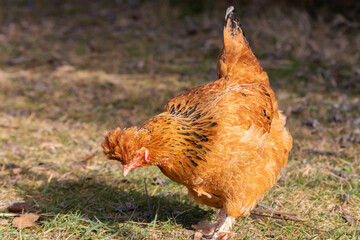 free range hens in a garden in Provence