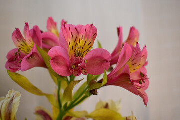 ramo de flores alstroemeria: rosado con amarillo en fondo blanco 