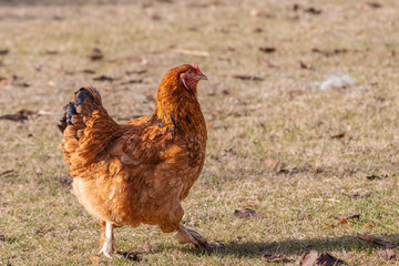 free range hens in a garden in Provence