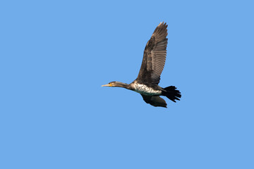 The great cormorant (Phalacrocorax carbo), known as the black shag in flight in a sunny day in winter 