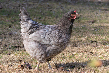 free range hens in a garden in Provence