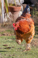 free range hens in a garden in Provence