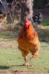 free range hens in a garden in Provence