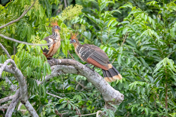Manu National Park, Peru