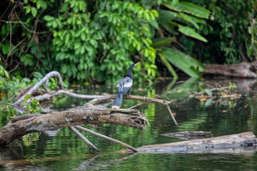 Manu National Park, Peru
