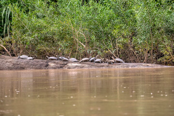 Manu National Park, Peru