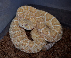 Western Diamond-backed Rattlesnake (Crotalus atrox)