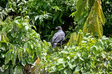 Manu National Park, Peru