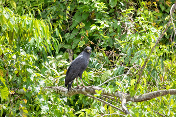 Manu National Park, Peru