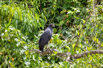 Manu National Park, Peru