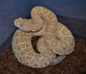 Western Diamond-backed Rattlesnake (Crotalus atrox)