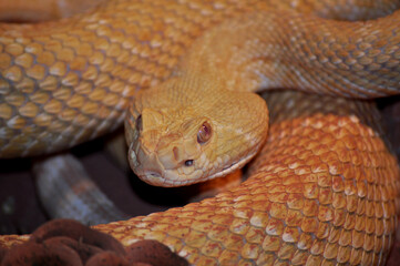 Western Diamond-backed Rattlesnake (Crotalus atrox)