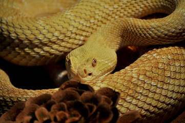Western Diamond-backed Rattlesnake (Crotalus atrox)
