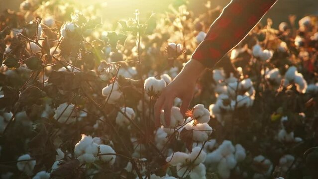 Close-up of hand touching soft cotton flower in autumn in countryside with brown field of many cotton crops