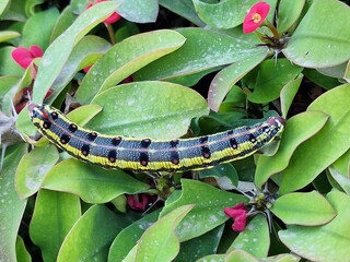 caterpillar on a leaf