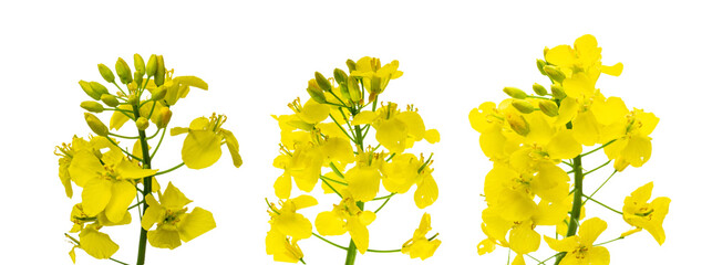 Colza flower. Rapeseed plant, colza rapeseed for green energy. Y