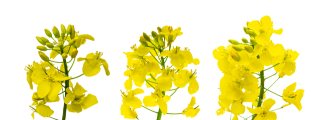 Colza flower. Rapeseed plant, colza rapeseed for green energy. Y