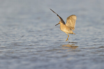 Short-billed dowitcher (Limnodromus griseus) landing in water.