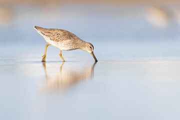 Short-billed dowitcher (Limnodromus griseus) foraging at the wetlands of Texas South Padre Island.