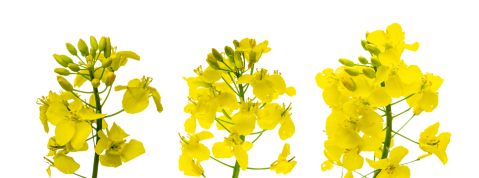 Colza flower. Rapeseed plant, colza rapeseed for green energy. Y