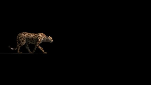 Cheetah Walking Transparent Alpha Video Animation