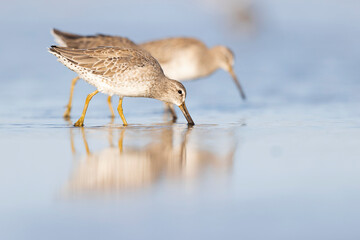 Short-billed dowitcher (Limnodromus griseus) foraging at the wetlands of Texas South Padre Island.