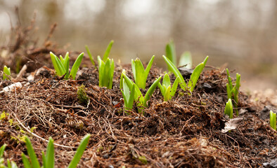 The first spring small shoots. Rejoice at the first rays of the spring sun.