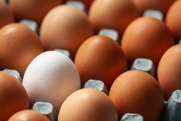 one single white chicken egg amongst a tray of brown, food concept