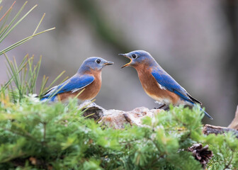 two blue birds squawking
