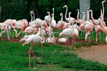 Fototapeta na wymiar Flock of Chilean flamingo