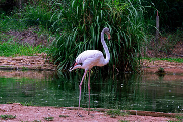 Closeup of Chilean flamingo by the lake