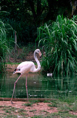Obraz premium Closeup of Chilean flamingo by the lake