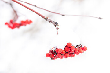 Winter Frozen Rowan Under Snow. Rowan In The Snow. First snow. Beautiful winter