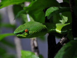 White-lipped pit viper (Cryptelytrops albolabris)