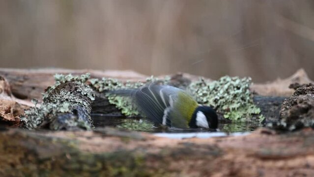 Great tit Parus major. A great tit bird actively moves its wings, and water drips around with a colorful bird.