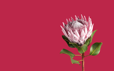 Protea flower, beautiful single floral plant on viva magenta colored banner, background in minimalistic style