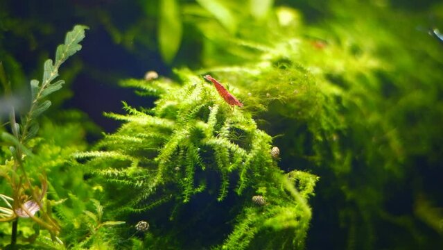red cherry shrimp clean java moss in planted Dutch Amano style aquascape, ecosystem aquarium detail, overgrown driftwood aquascape in bright LED light, glass refraction effect, professional care