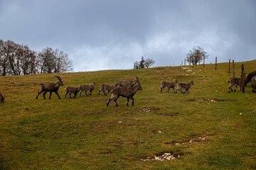 Naklejka na ściany i meble Roe deer graze in the green meadows of Switzerland