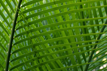 palm leaf background, texture