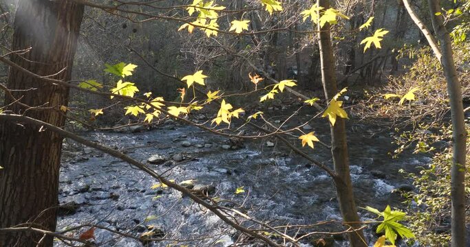 sun behing moving leafs of  tree shining beams and rays with lens fleare and wind