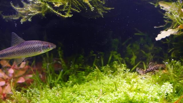 silver flying fox, hungry algae eater fish search for algal vegetation, bright blurred plants in ryoboku Amano style freshwater aquascape, shallow dof, camera follow object, professional aquarium care