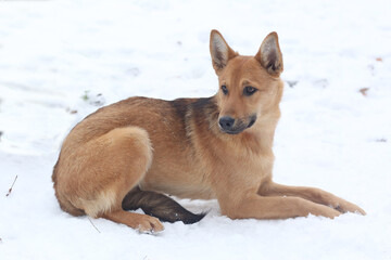 fawn dog full body photo on snowy white background