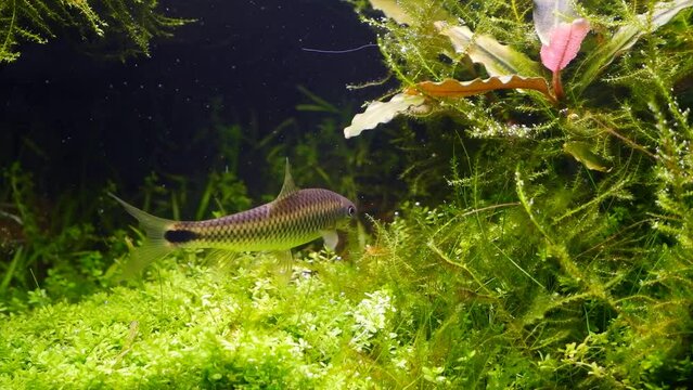 silver flying fox, algae eater fish search for algal vegetation food, plants produce oxygen bubbles in ryoboku Amano style aquascape, shallow dof, camera follow object, professional aquarium care